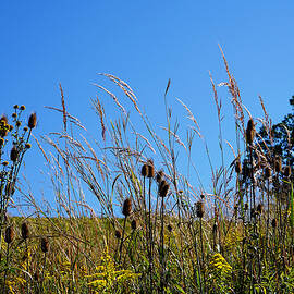 End of Summer 2020 by Richard Reeve