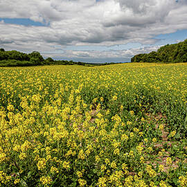 Endless sea of yellow by Shirley Mitchell