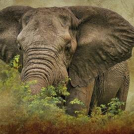 Enduring Spirit of a Bull Elephant by Rebecca Herranen