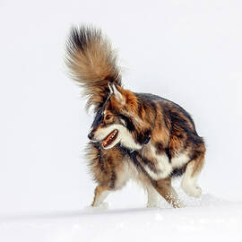 Energetic Dog Playing in Snow by Grant Glendinning