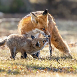 Eskimo Kiss by James Overesch