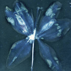 Ethereal Blue Lily by Elizabeth Reich