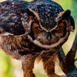 Eurasian Eagle Owl by Flees Photos