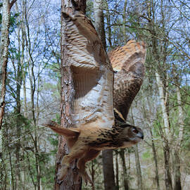 Eurasian Eagle Owl in flight by Flees Photos