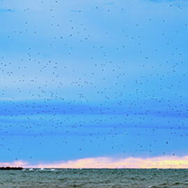 Evening Birds Mazatlan Mexico by Tommy Farnsworth
