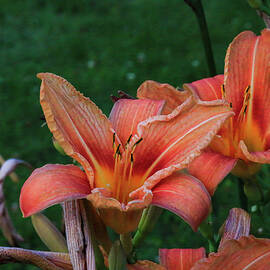 Evening Lilies in Bloom by Deb Beausoleil