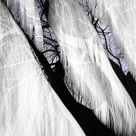 Evening Willow 2 by Ursula Abresch