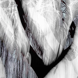 Evening Willow 3 by Ursula Abresch