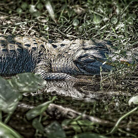 Everglades Alligator - 2 by Kelley King