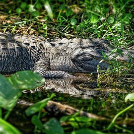 Everglades Alligator by Kelley King