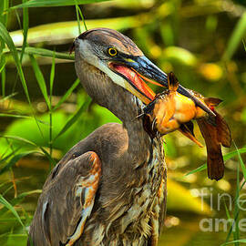 Everglades Catfish Dinner by Adam Jewell