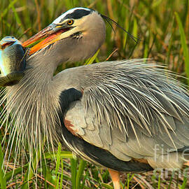 Everglades Catfish Hunter by Adam Jewell