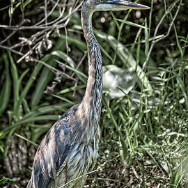 Everglades Wildlife by Kelley King