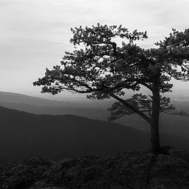 Evergreen by David Fountain