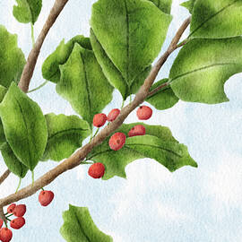 Holly Branch Art Print Hand-Drawn December Birth Flower and Christmas Botanical Illustration by Snow Iris Studio