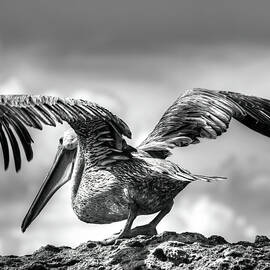 Expecting to Fly by Joe Schofield