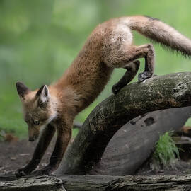 Exploring by James Overesch