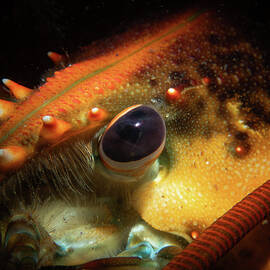 Eye of an American Lobster by Brian Weber