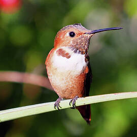 The Warden's Eyelashes  by Joe Schofield