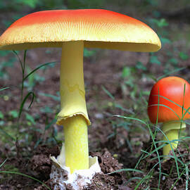 Fabulous Mushrooms by Decoris Art