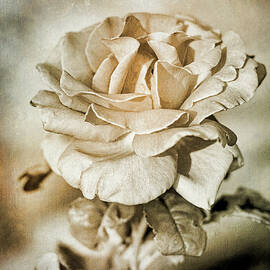 Faded Beauty by Mary Lee Dereske