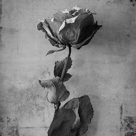 Faded Rose of a Day Gone By 1 by Mary Lee Dereske