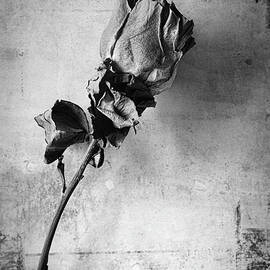 Faded Rose of A Day Gone By 2 by Mary Lee Dereske