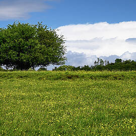 Fairy Tree by Steven Nelson