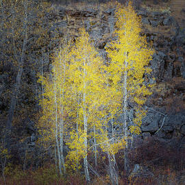 Fall Aspens and Stones by Mike Lee