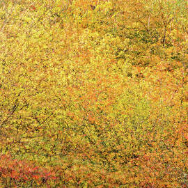 Fall Colors by Shankar Adiseshan