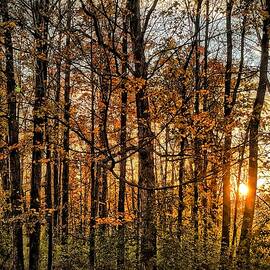 Fall Foliage at Dusk 1 by Onedayoneimage Photography