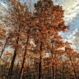 Fall Foliage at Dusk 3 by Onedayoneimage Photography