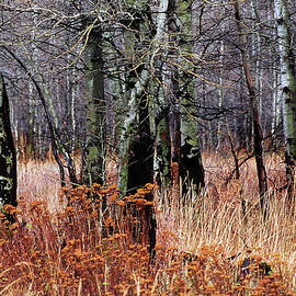 Fall Frolic in the Woods #2 by Bonnie Colgan