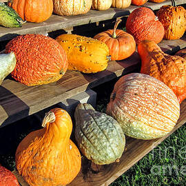 Fall Harvest Decorative Vegetables on Farm Stand  by Olivier Le Queinec