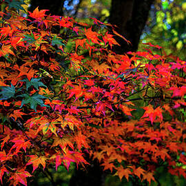 Fall in Seattle Washington by Tommy Farnsworth