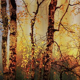 Fall Light by Ursula Abresch