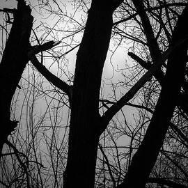 Fall Silhouette_3491 by Mark Triplett