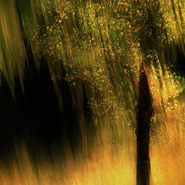 Fall Tree by Ursula Abresch