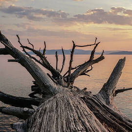 Fallen Giant at Flathead Lake by Nancy Gleason
