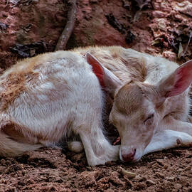 fallow deer fawn sleeping by Flees Photos