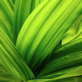 False Hellebore #3 by Jeff Sinon
