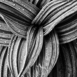 False Hellebore, Monochrome by Jeff Sinon