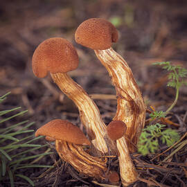 Family Grouping of Mushrooms by Jean Noren