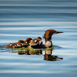 Family taxi service by Matt Halvorson