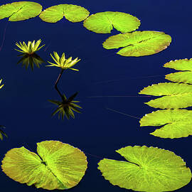 Family Ties by Elvira Peretsman