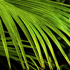 Fan Palm by David Fountain