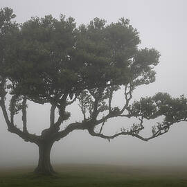 Fanal Forest - Reaching by Charnwood Photography Fine Art