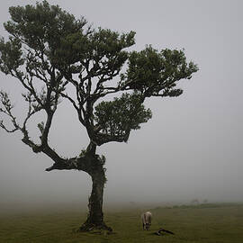 Fanal - Grazing by Charnwood Photography Fine Art