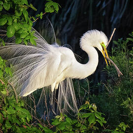 Fancy Plumes by Maryanne Keeling