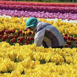 Farm Worker in Skagit County Tulips by Tom Cochran